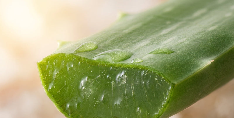 Aloe Vera | Aloe Barbadensis Leaf Juice