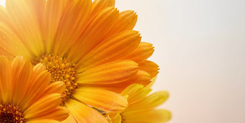 Calendula Flower Oil