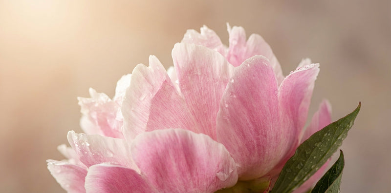 Peony Extract