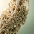 Bifida Ferment Lysate 