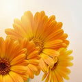 Calendula Flower Oil