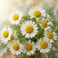 Chamomile Flower Water 