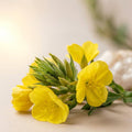Evening Primrose + Coconut + Avocado Oil Trio 