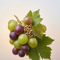 Grape Seed Oil 