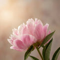 Peony Extract 