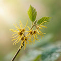 Witch Hazel 
