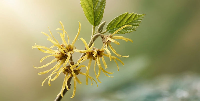 Witch Hazel 
