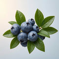 Blueberry Leaf Extract | Vaccinium Angustifolium Leaf Extract