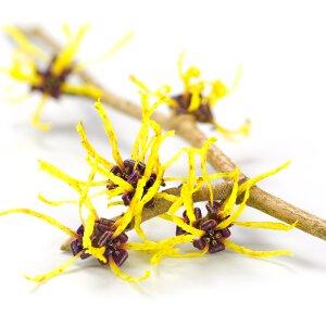 Witch Hazel