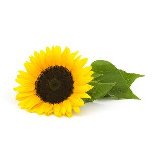 Sunflower Oil - Helianthus Annuus Sunflower Oil