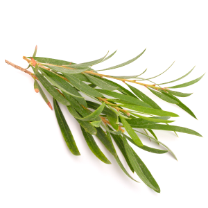 Tea Tree Oil Melaleuca Alternifolia TEA TREE OIL