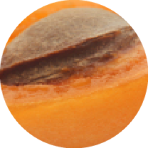 Apricot Seed - Prunus Armeniaca Apricot_Seed